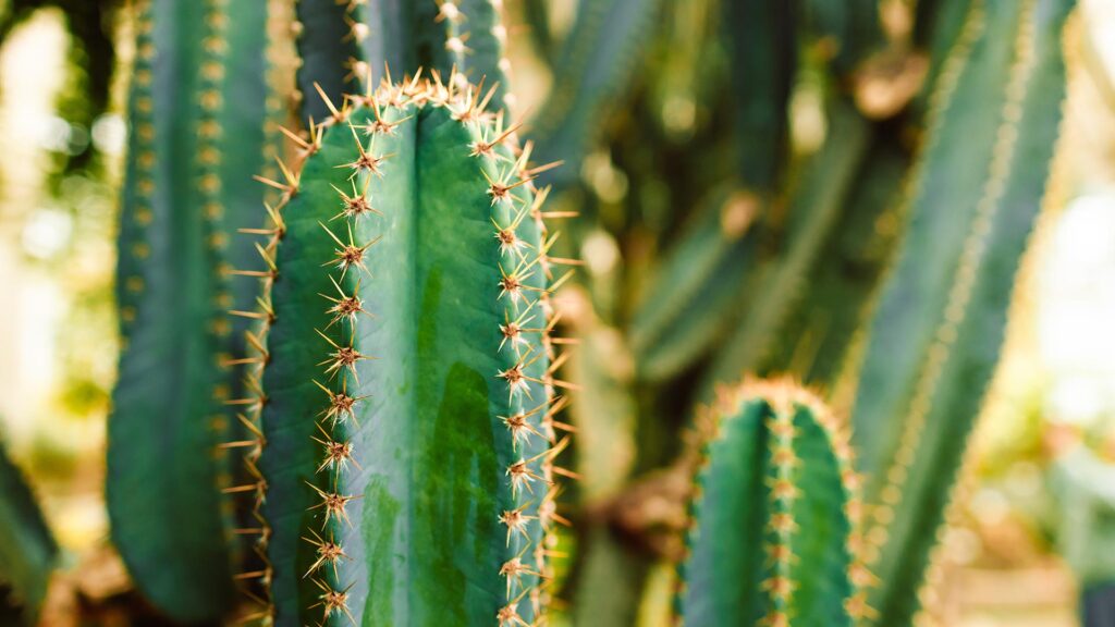 Close up of prickly cactus