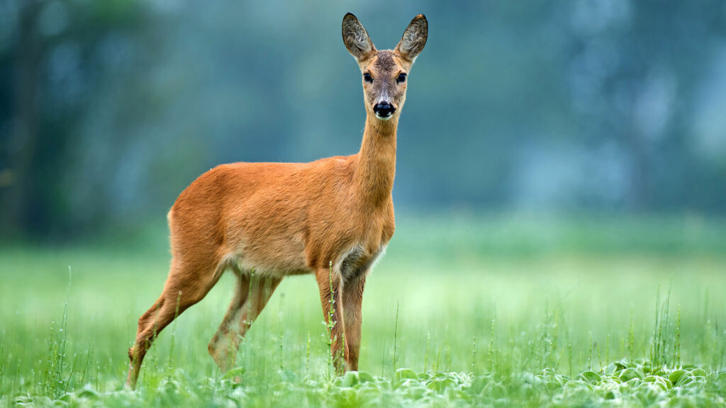 Deer standing in a field