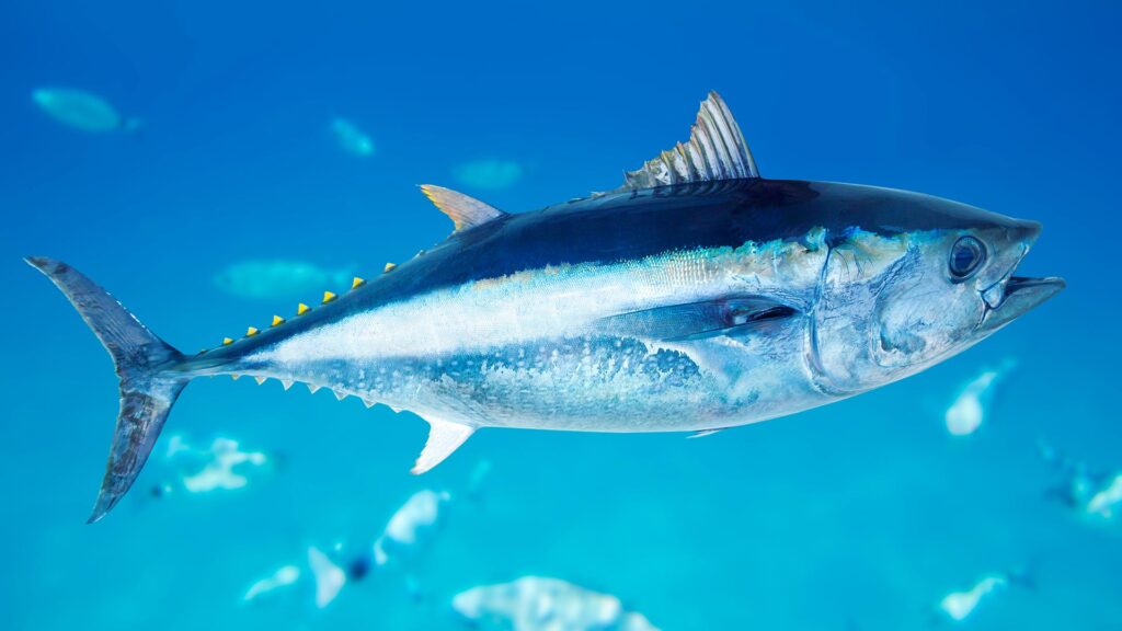 Bluefin tuna fish