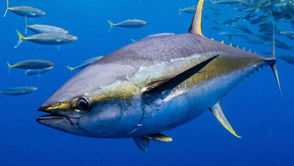 Yellowfin tuna fish swimming