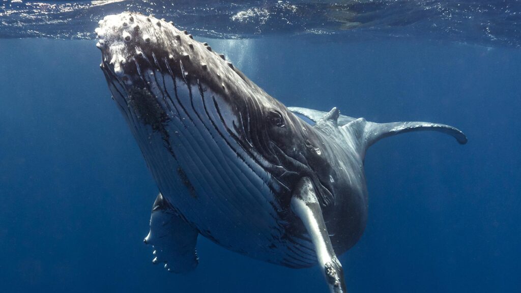Humpback whale swimming