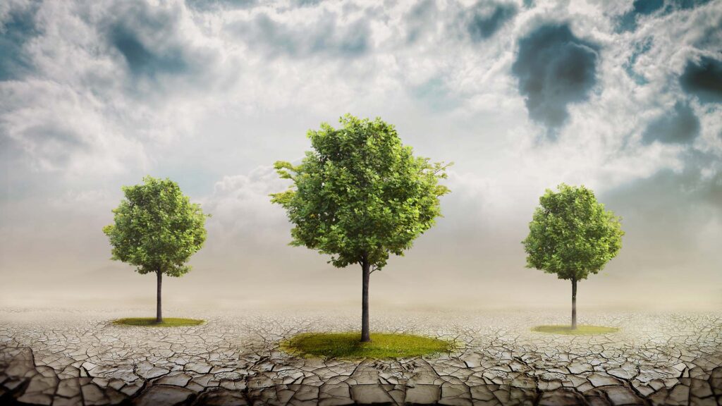 Three green trees growing in a desert