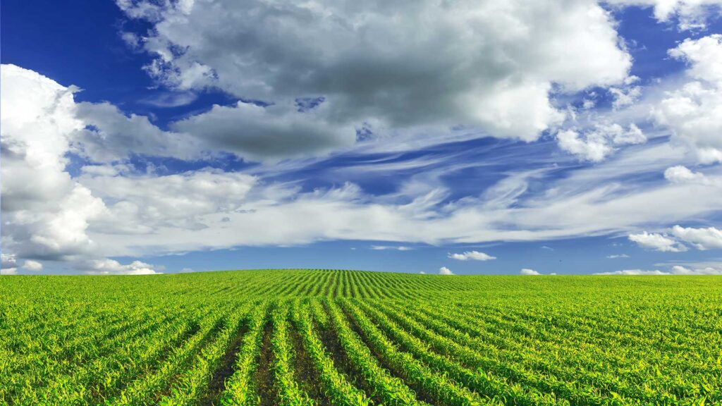 Green field with a blue sky with clouds