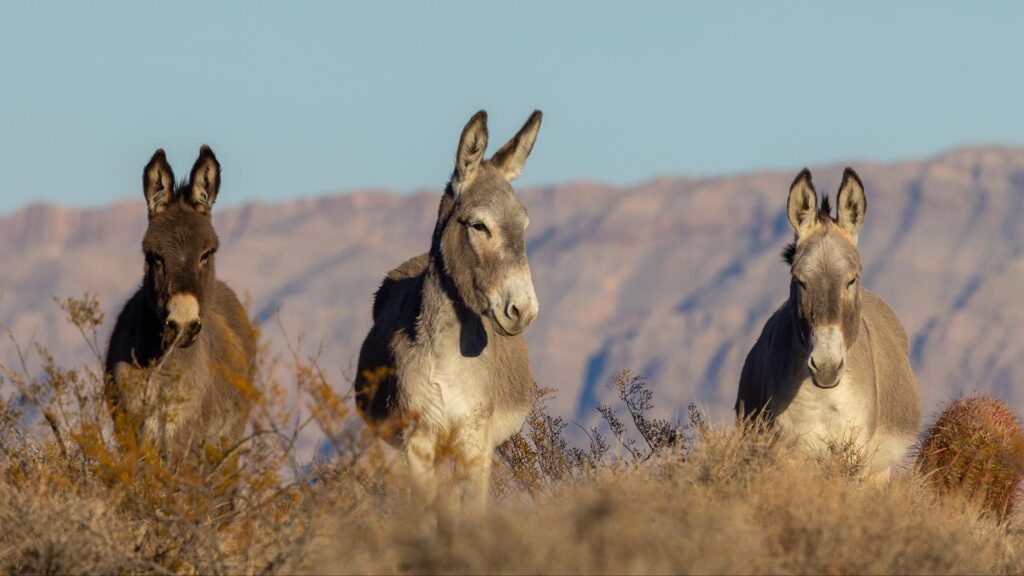 Wild burros in the Nevada Desert