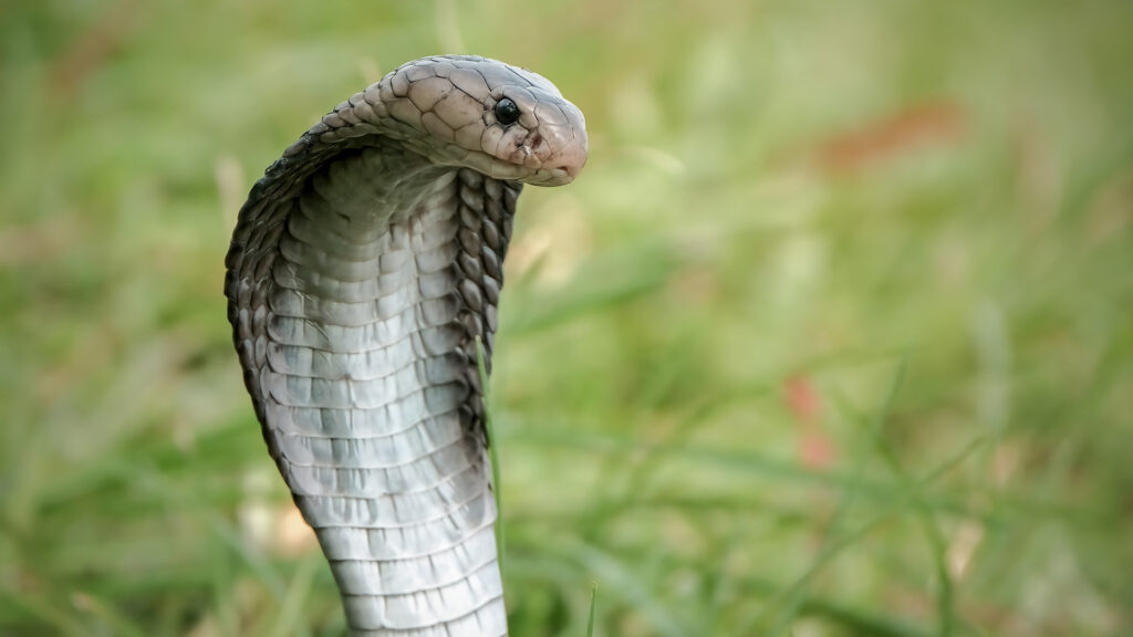 Close up of King Cobra snake