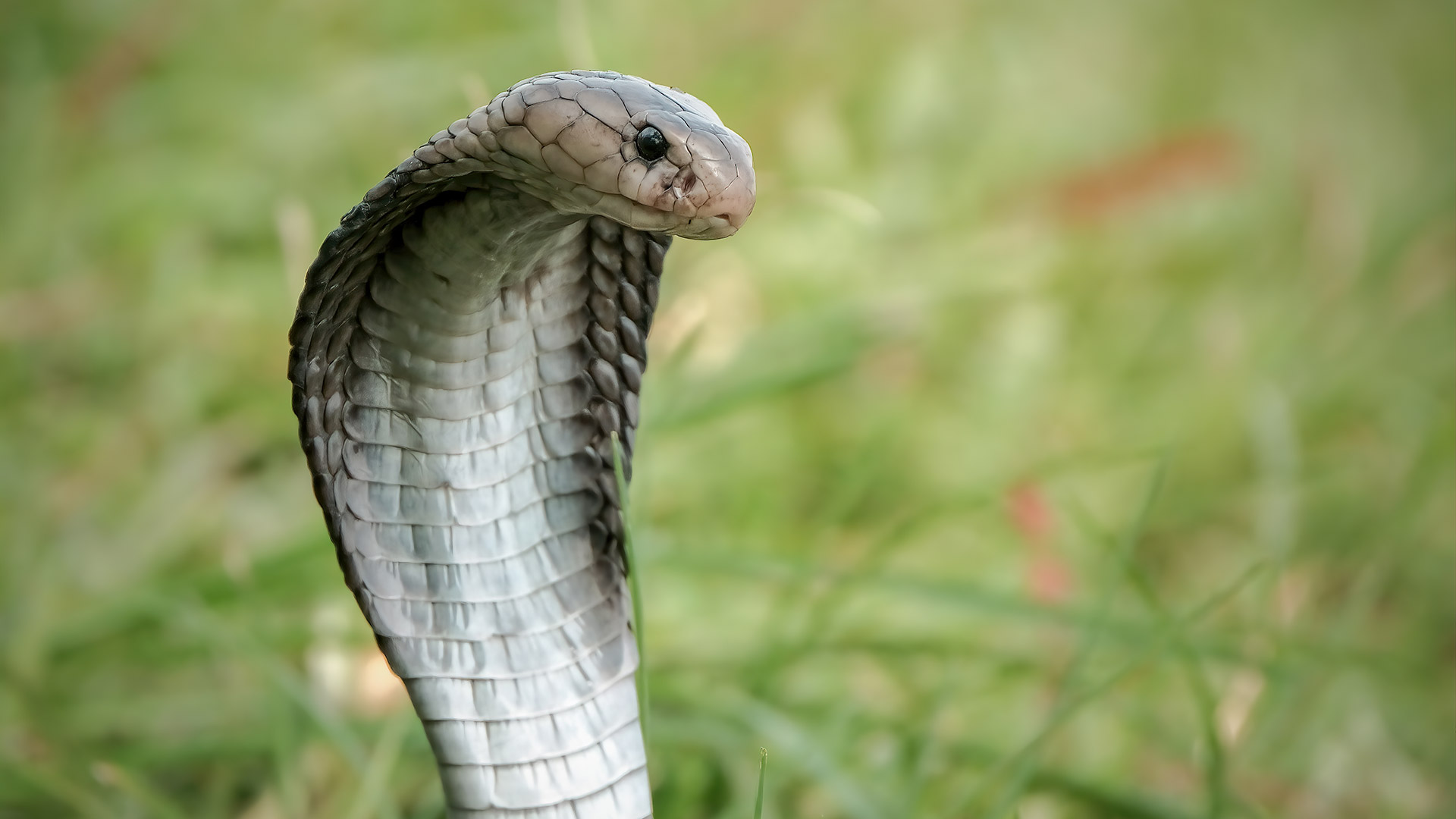 Couple find one metre king cobra on computer desk