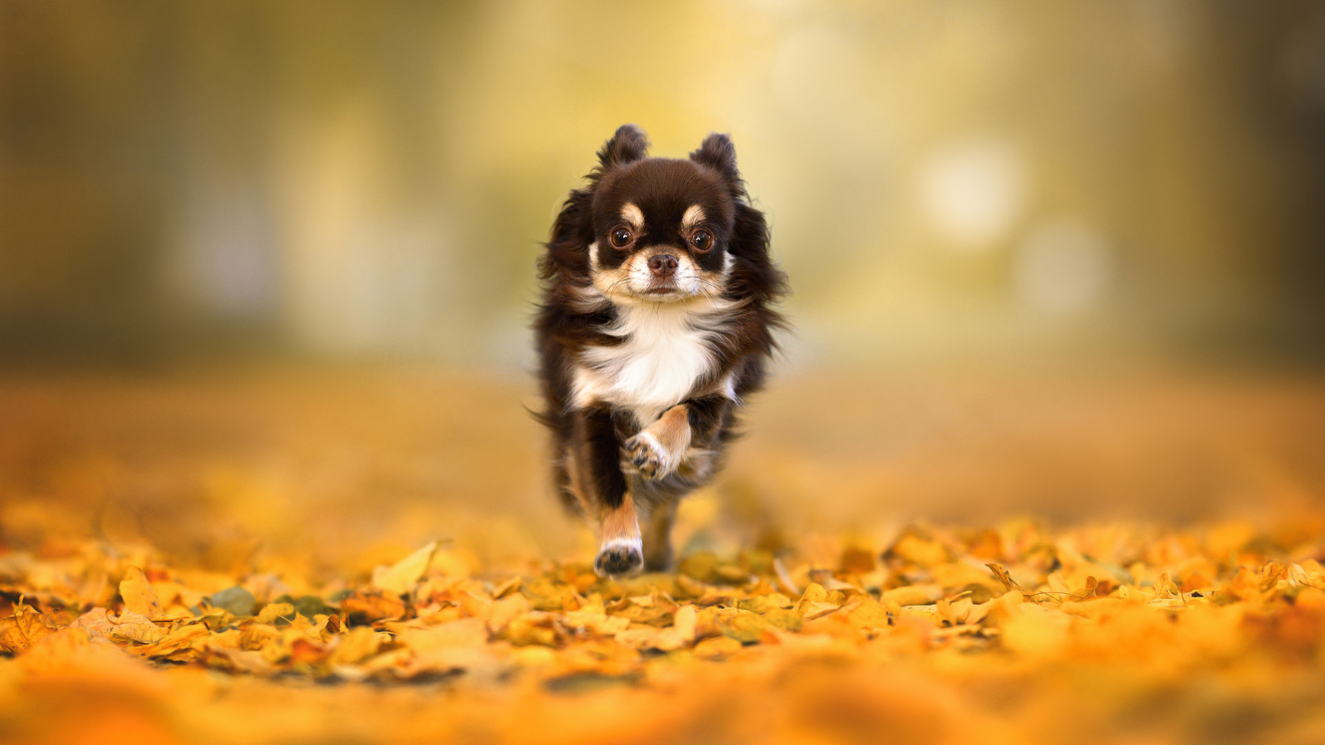 Heroic Chihuahua helps rescuers find missing owner