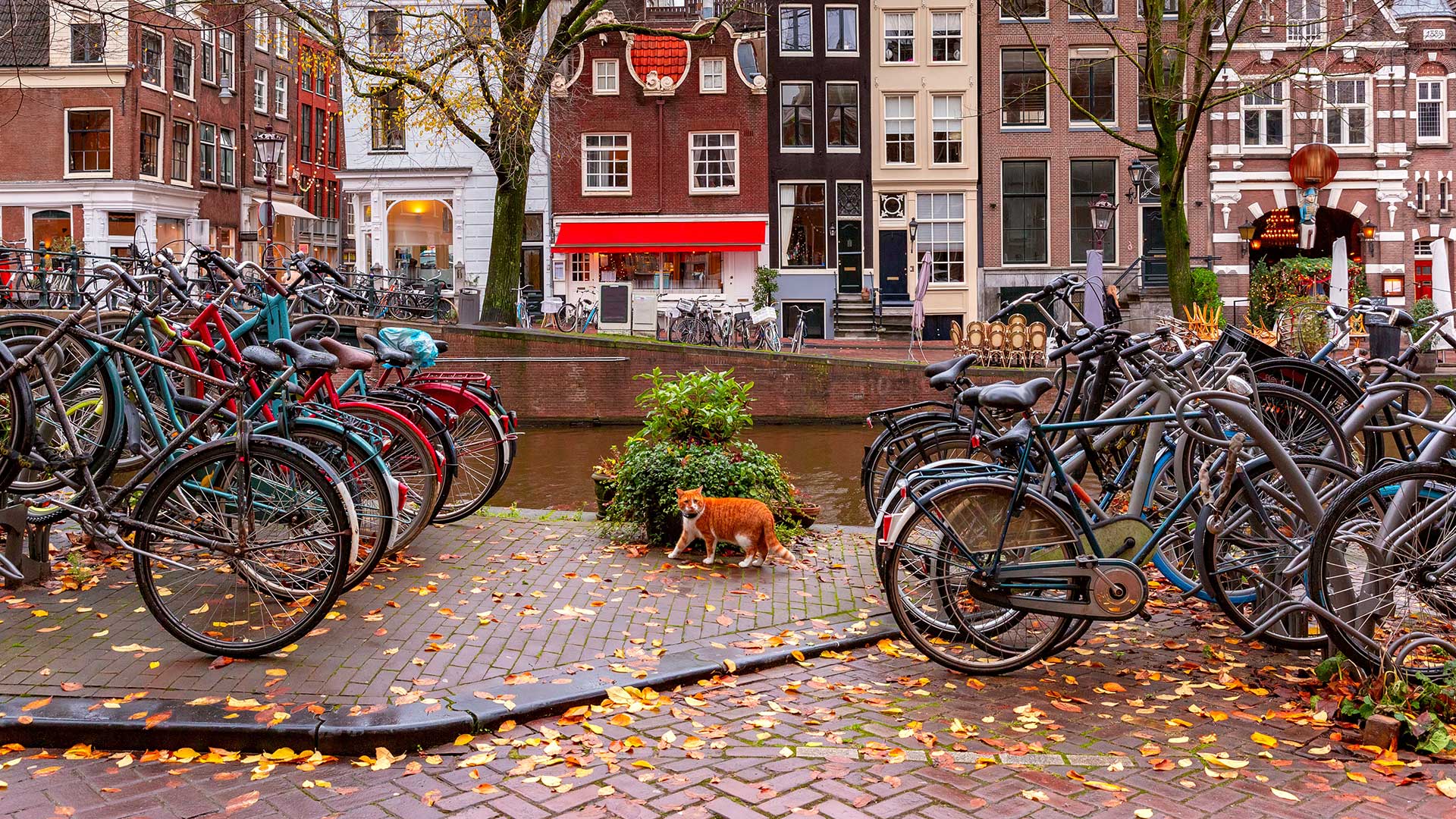 Amsterdam builds canal staircases for cats