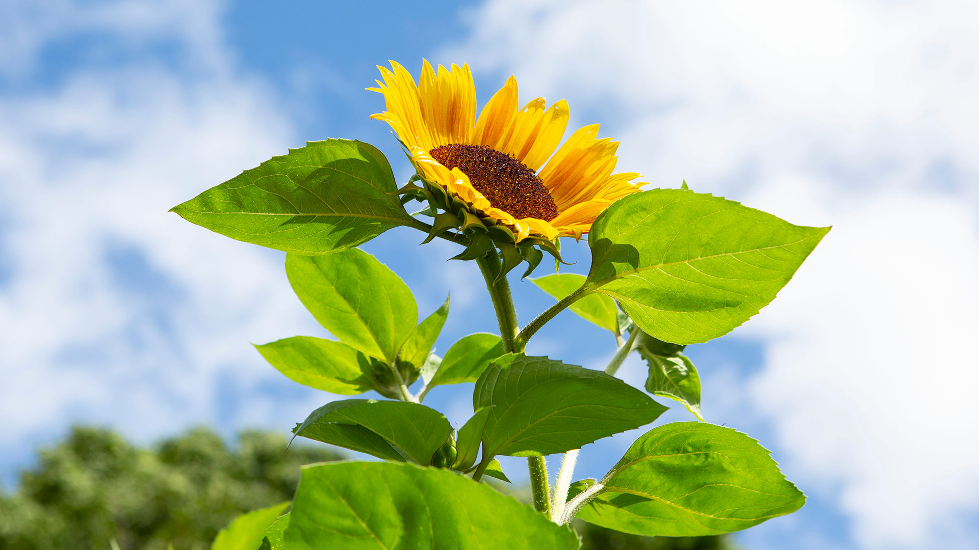 Giant sunflower plant approaching Guinness World Record