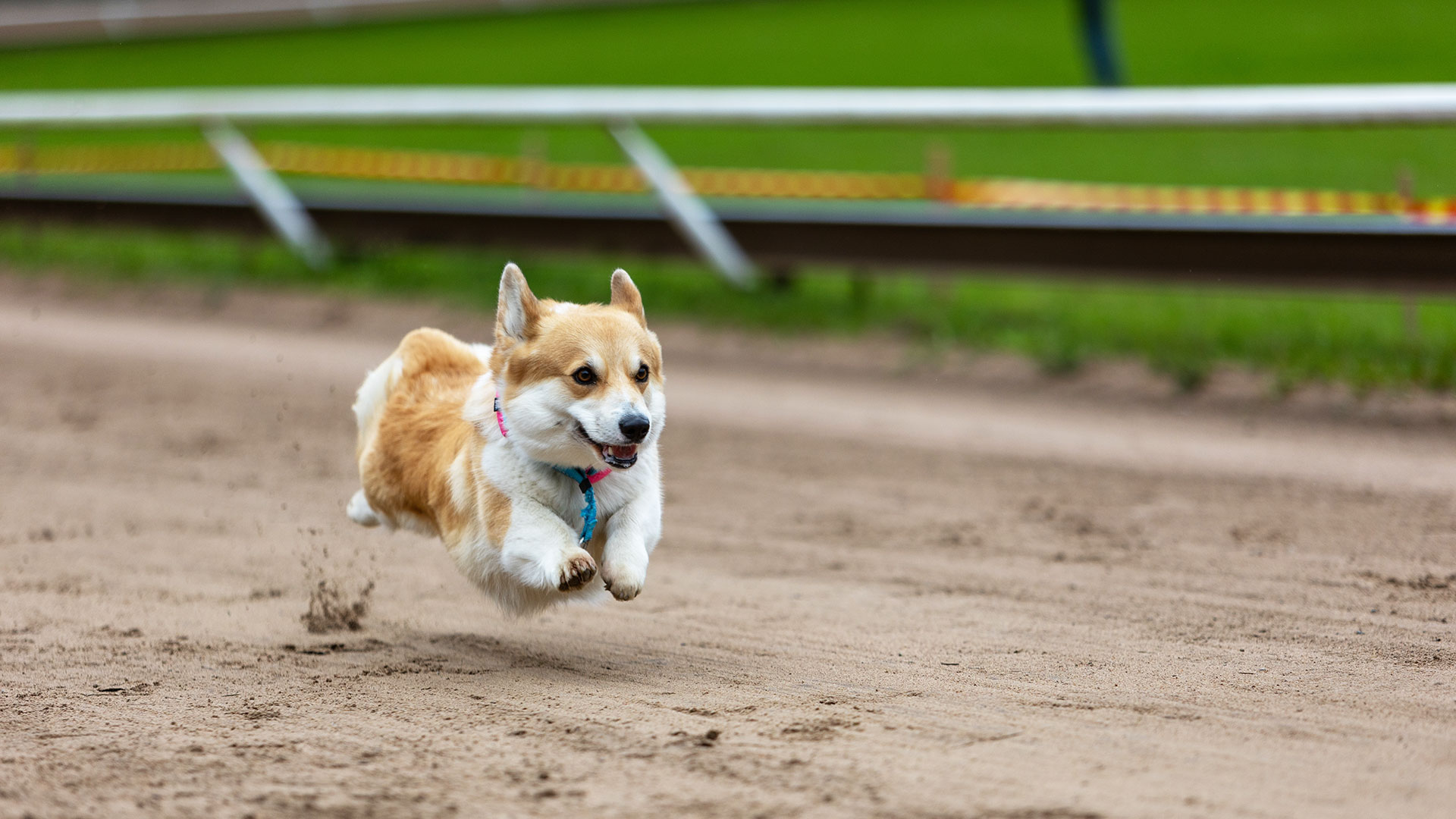Dozens of corgis compete for racing and costume titles in Lithuania