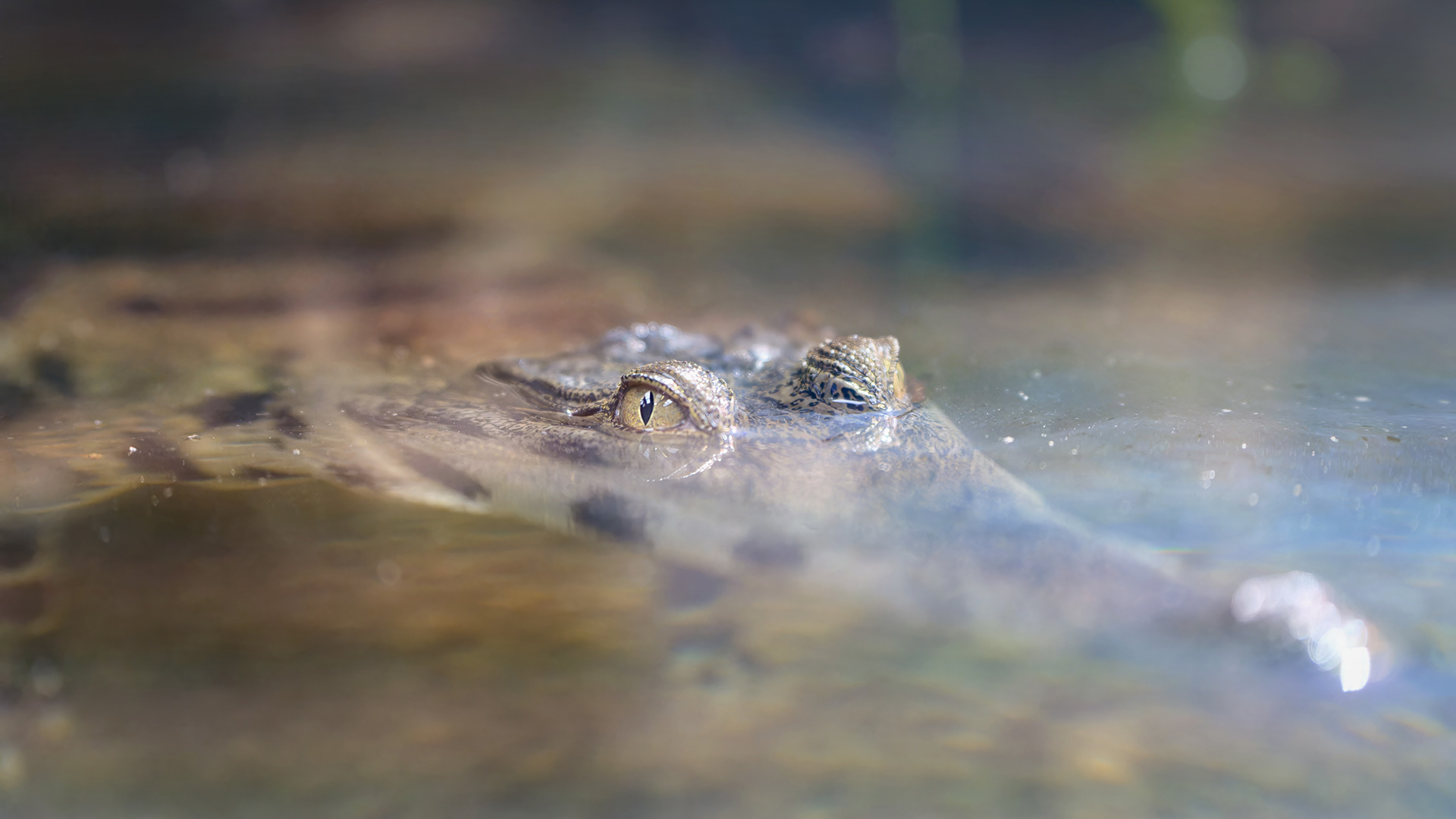 Canal ‘crocodile’ mystery ends in taxidermy twist
