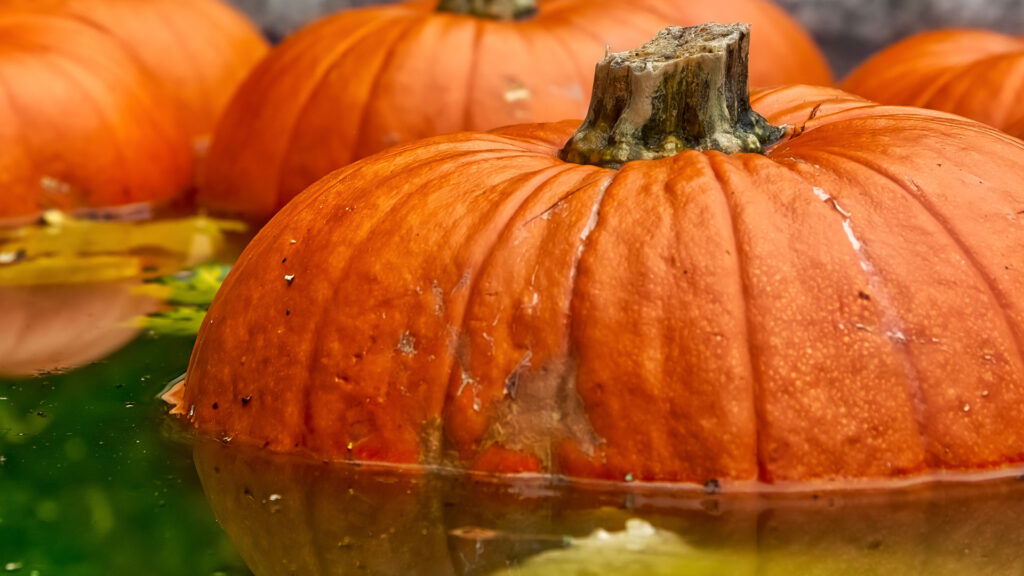 Pumpkins floating on water.