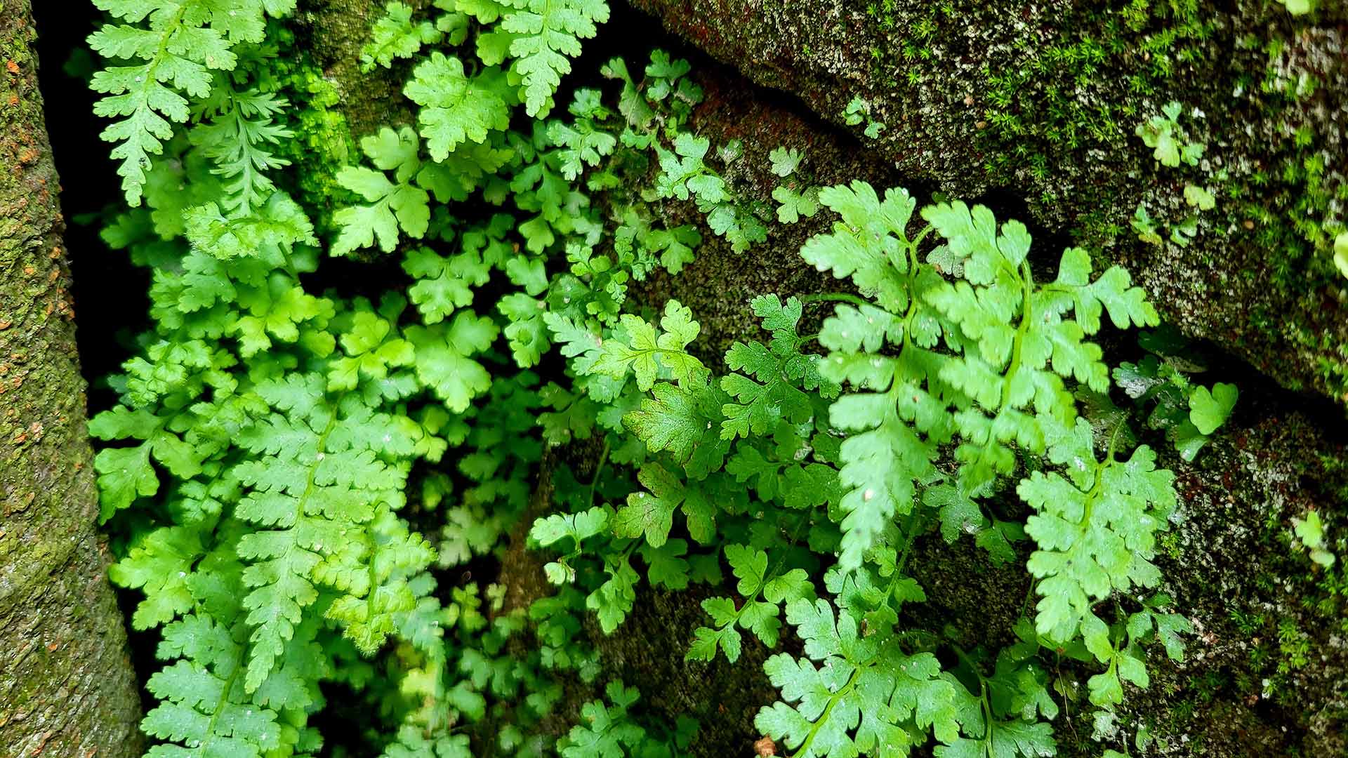 Scientists discover rare earth elements in evergreen fern