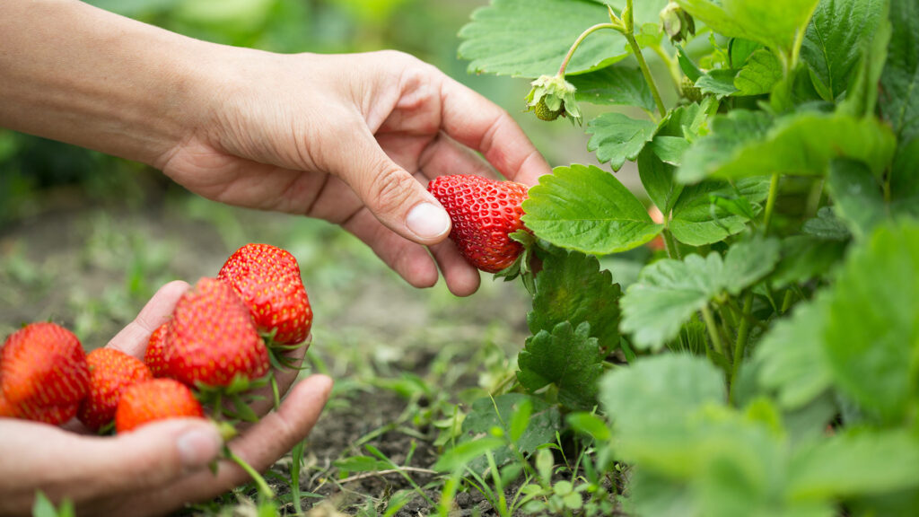 Hand picking strawberries
