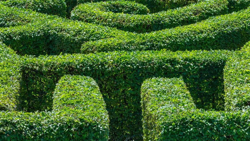 Photo of hedge maze.