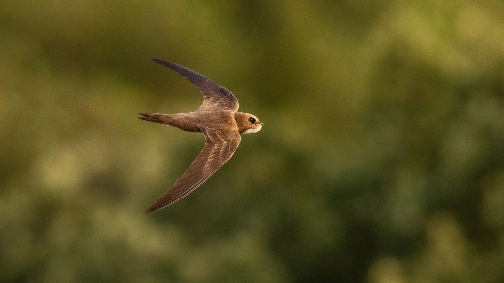 Swift bird flying